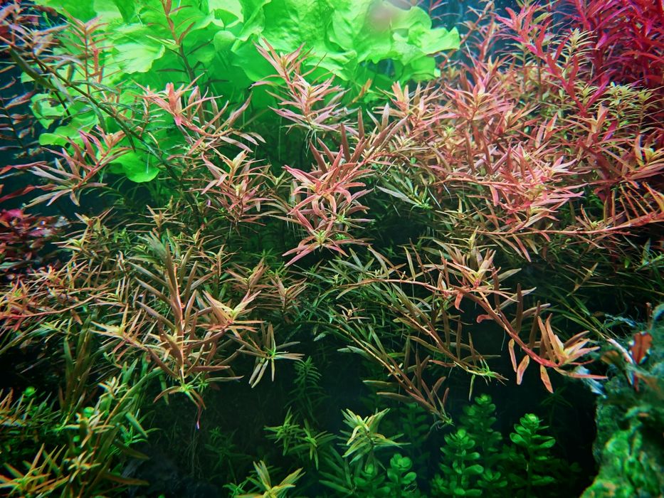 Planta Rotalas h'ra