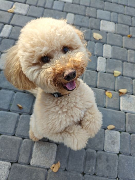 Кінолог, дресирування собак