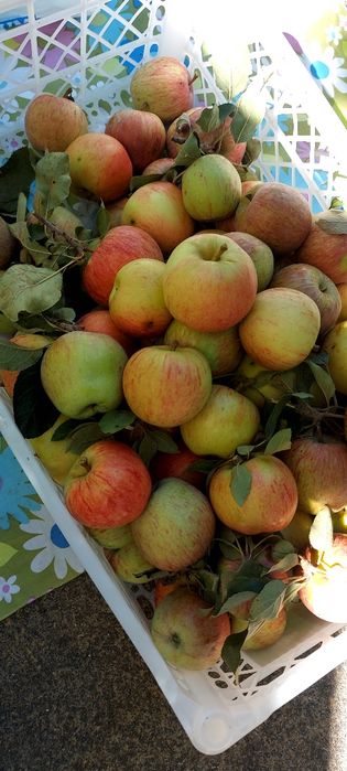 Maçãs caseiras 1,50kg