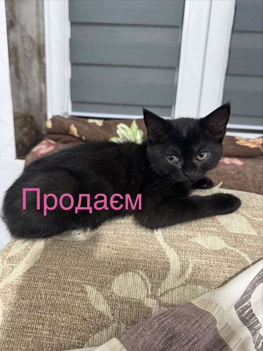 Британська красуня шукає люблячу родину