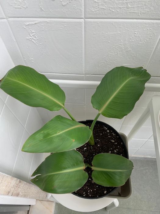 A estrelícia popularmente conhecida como Ave do Paraíso