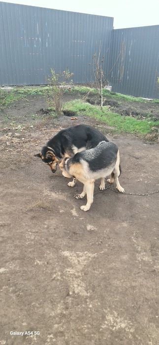 Продам щенков Восточно Европейской Овчарка