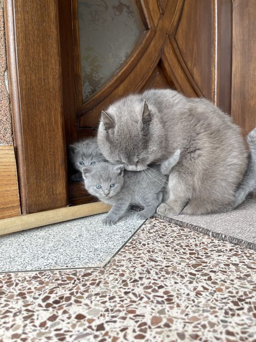 Британські котята