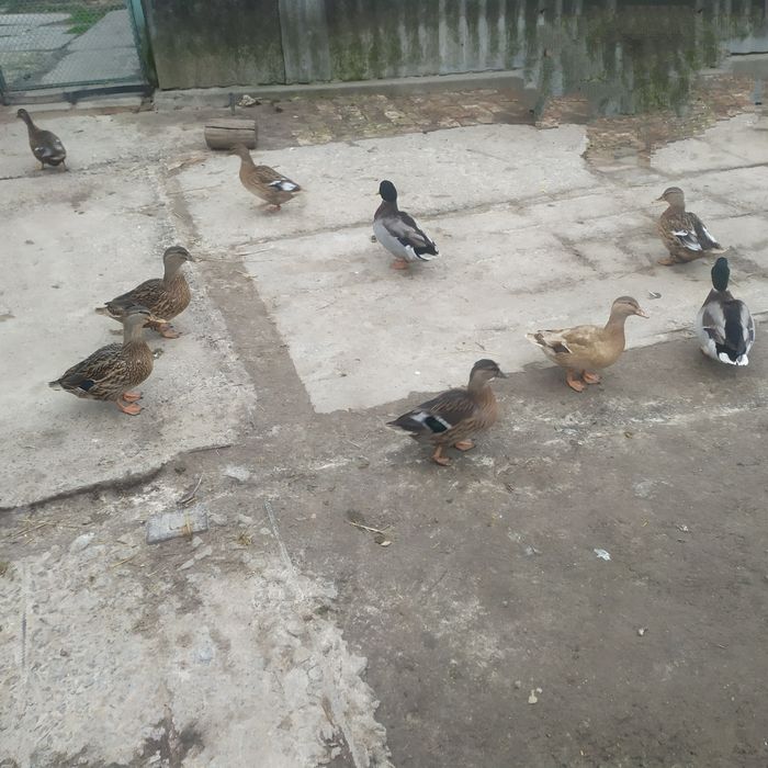 Крижні,качки,підсадні утки