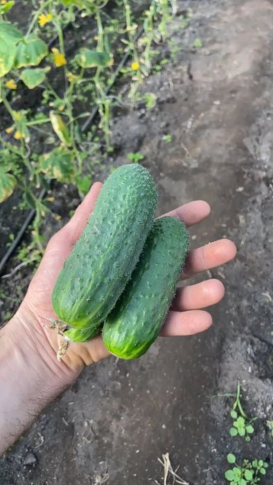 Насіння огірка АРКТИКА F1 ARCTIC F1 Семена огуреца