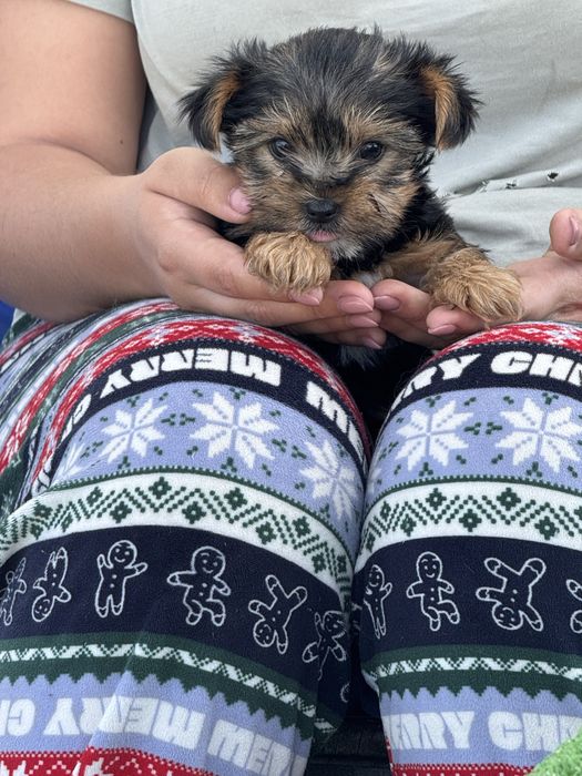 Yorkshire Terrier linha Russa