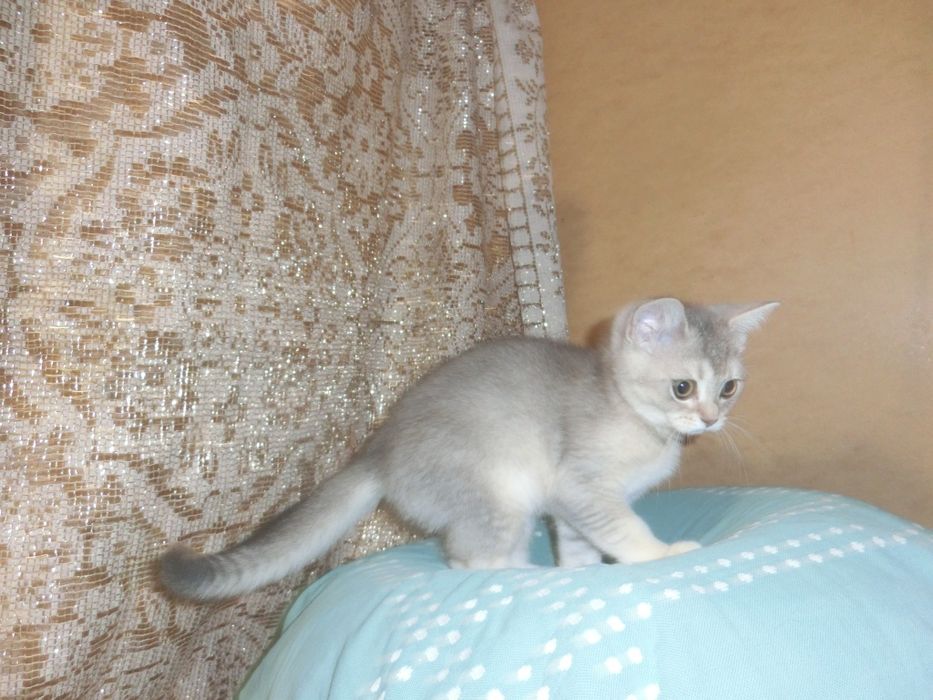 Чистокровні шотландські котята