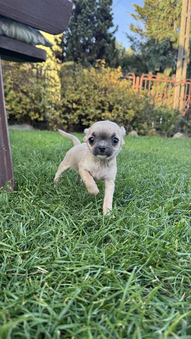 Suczka chihuahua xxs