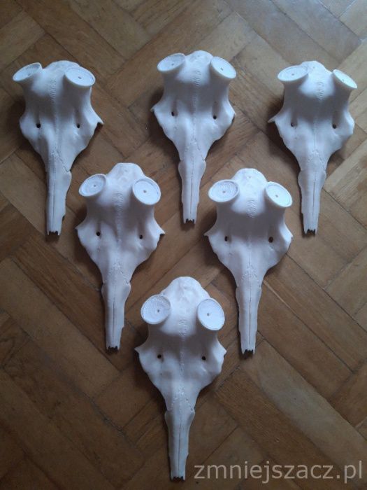 Czaszka jelenia pod zrzuty, poroże