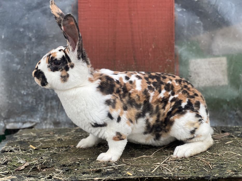 Samiec rex reks trojbarwny gepard