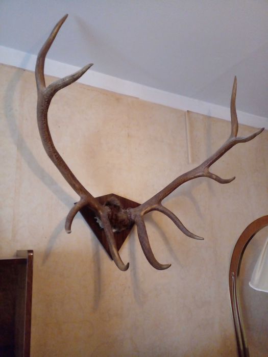 Роги оленя трофейні