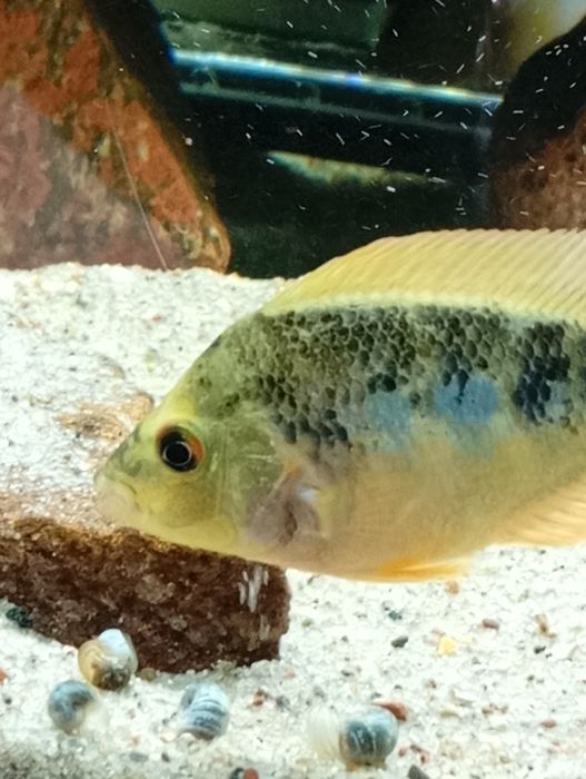 Pielęgnice cytrynowe
