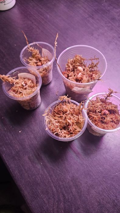 Алоказия Гагеана ауреа Голден бон, Кукулата  Голден