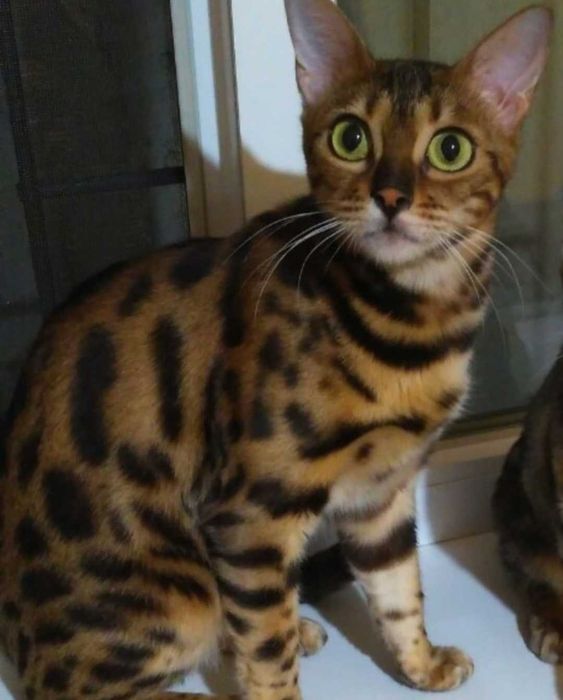 Бенгальські кошенята