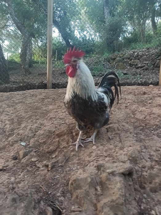 Galo de raça Sulmtaler
