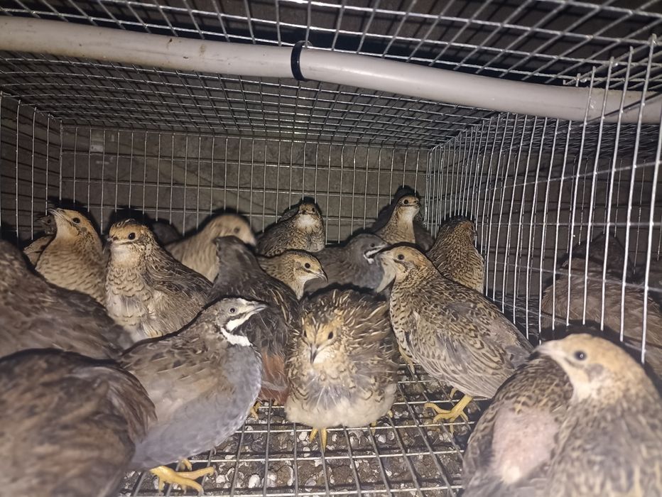 Codornizes da China e outras