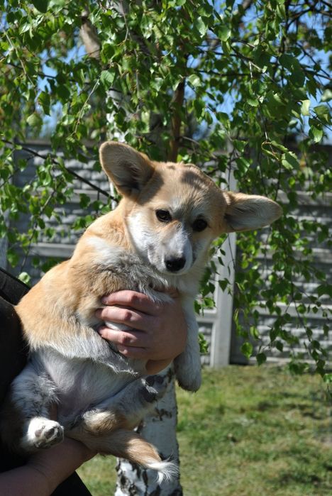 Sunia welsh corgi pembroke