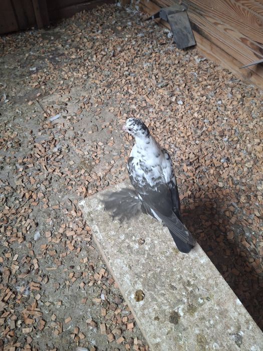 Gołębie młode tegoroczne