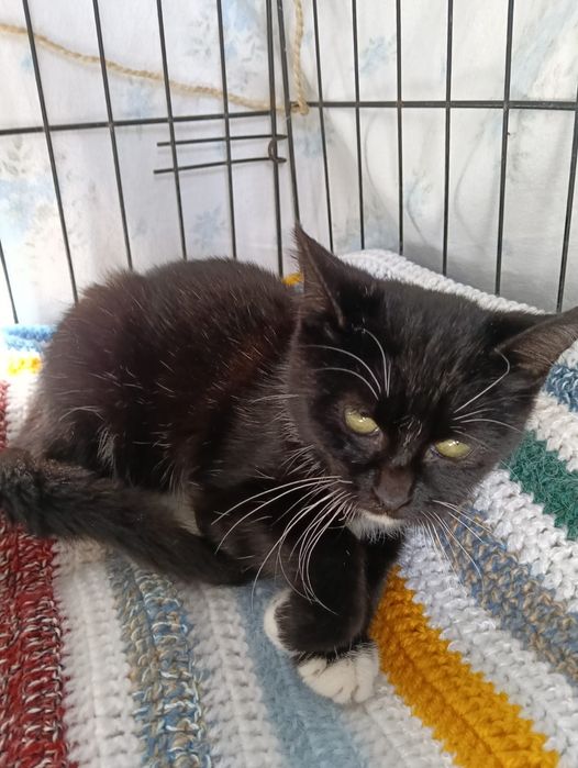 Musgo - gatinho bebe para adoção responsável