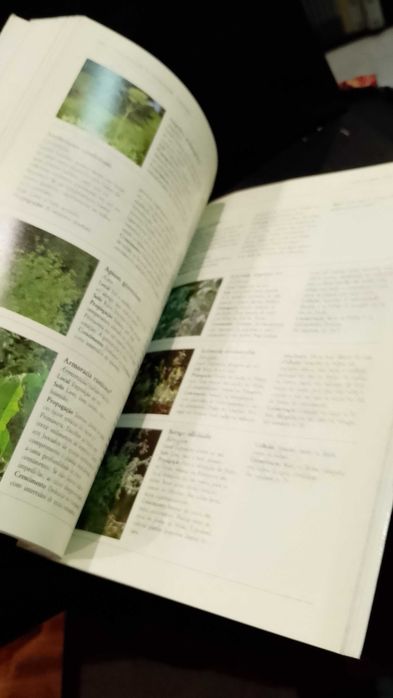 Plantas Aromáticas, Guia Prático - Lesley Bremness
