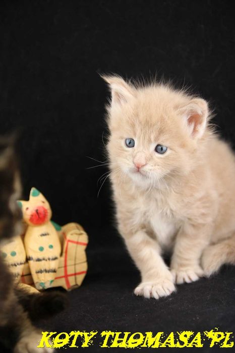 Kocurek kremowy Maine Coon, Talissman Koty Thomasa*PL