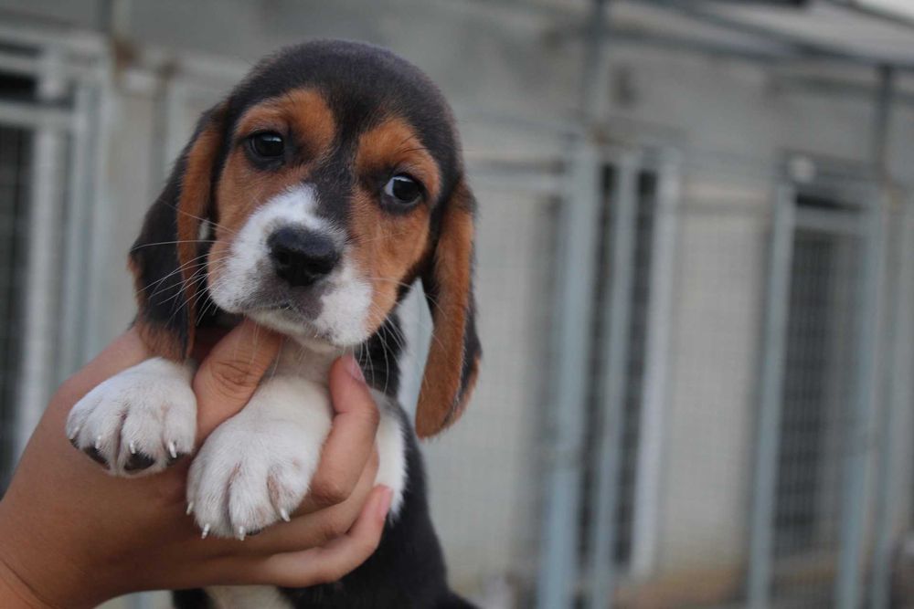 Cachorro Beagle TOP