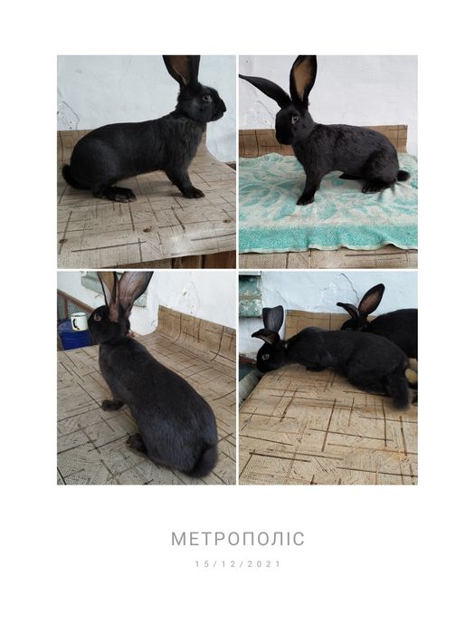 Самці,самочки.Кролики НСВ.