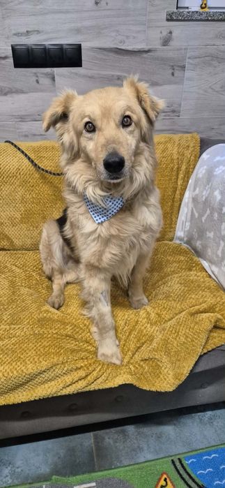 Piękny 5-letni kawaler szuka swojego wymarzonego domu