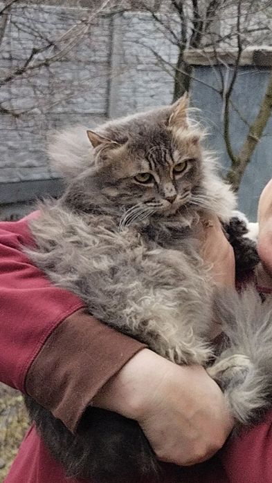 Котик 7-8 месяцев, пушистый, ласковый, мурчащий . В хорошие,добрые  ру