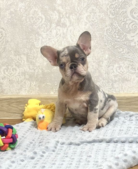 Круті бульдожки ексклюзивного забарвлення