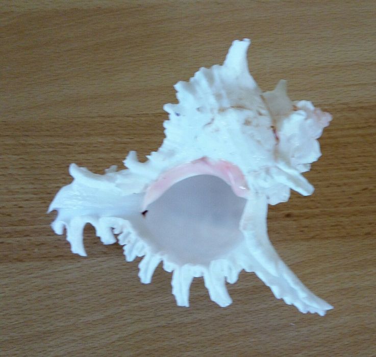 Натуральна  раковина