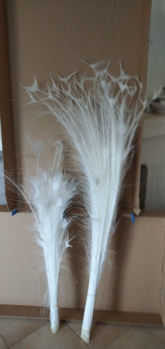 Vendo penas de pavão