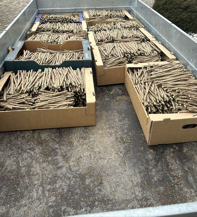 Sadzonki Porzeczka Czarna TISEL (rezerwacja)