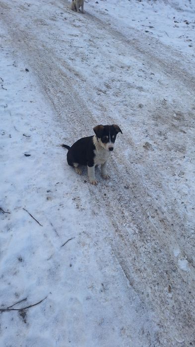 Akita Amerykańska Oddam szczeniaki
