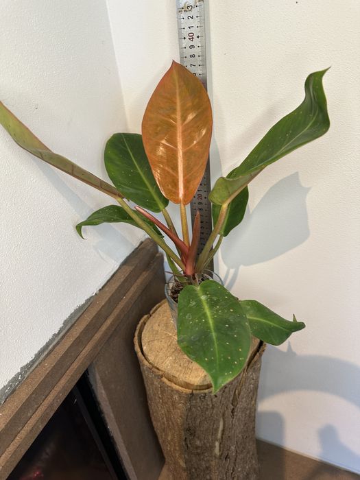 Філодендрон Philodendron  Bonus