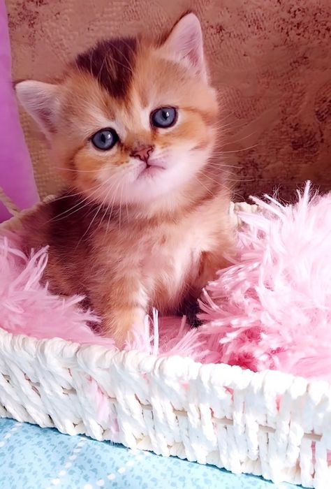 Золотий красунчик хлопчик шиншилка