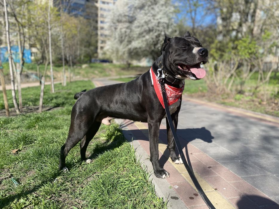 Імпозантний пітбультерʼєр для зʼйомок