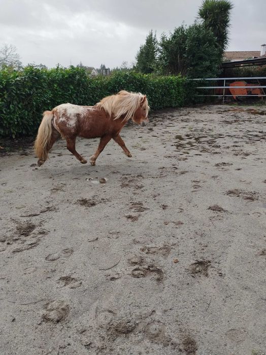 Pônei Appaloosa inteiro