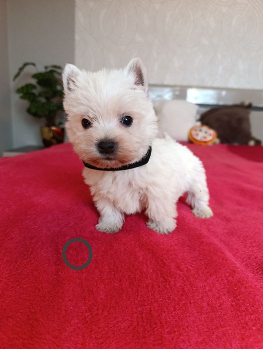 West Highland White Terrier Piesek z Rodowodem