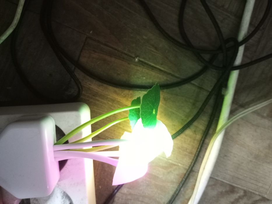 Luz noturna LED cogumelo