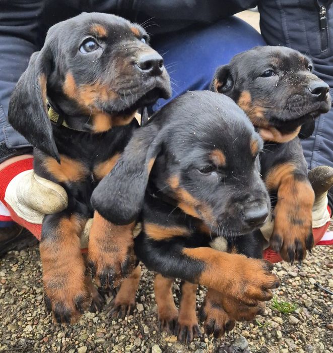 Szczeniaki  polujace