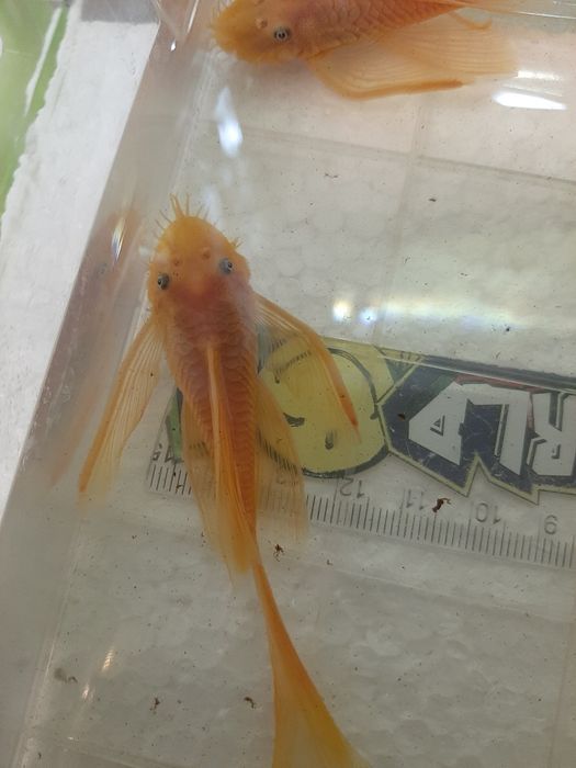 Анциструс L-144 Gold/ Производители L-144 Gold вуаль и обычные/номерны