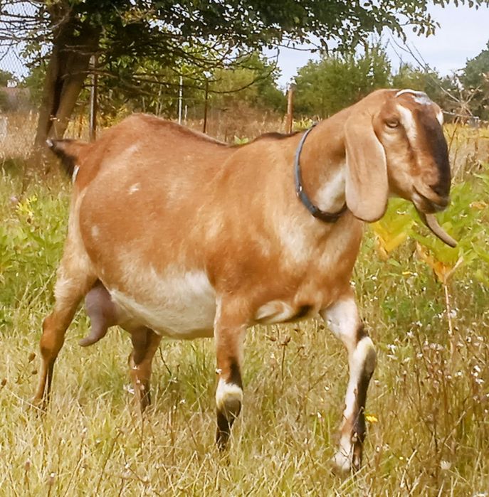 Продаються Козочки АН 100%