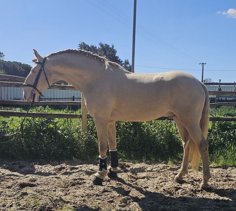 Cavalo  lusitano