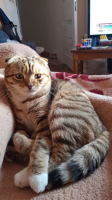 Кіт на в'язку.  в'язка кота. висловухий кіт. Случка кота ,злучка,вязка