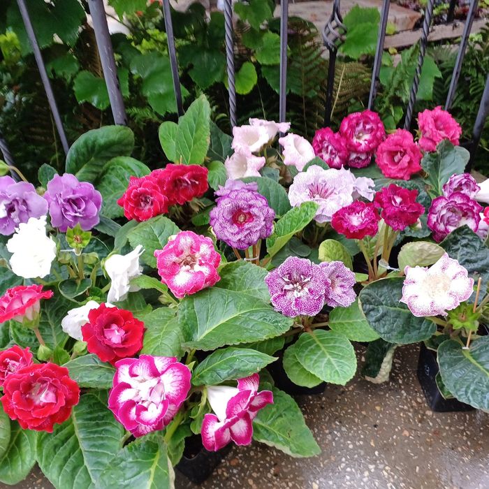 Насіння глоксиній