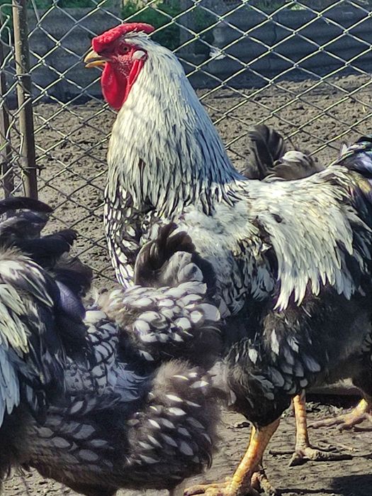 Віандот серебристий(яйця)