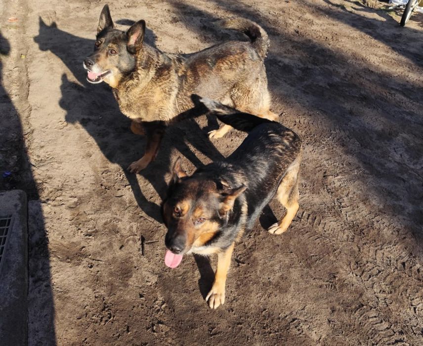 Suczka mieszana- owczarek niemiecki