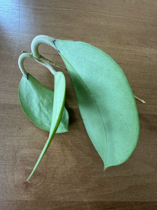 Hoya parasitica 004  cięta