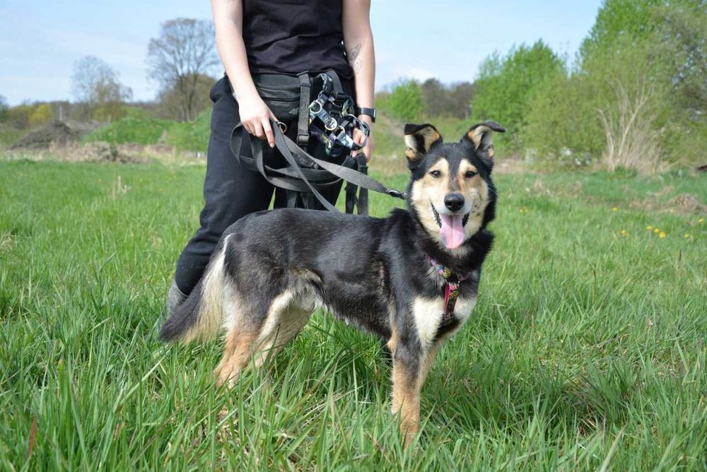 Irys Irysek młody psiak szuka domu